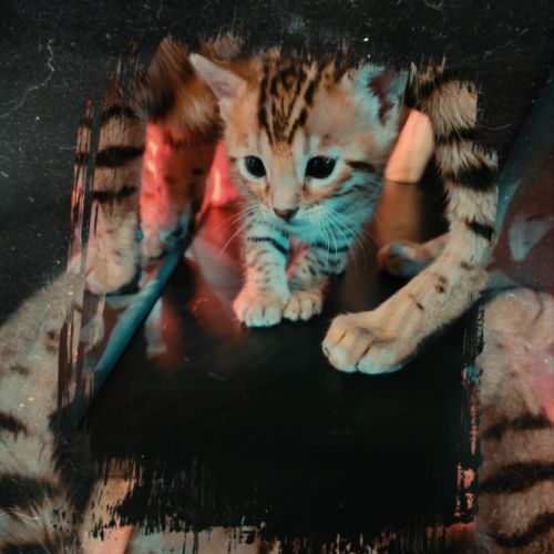 Magnifiques chatons bengals loof #9