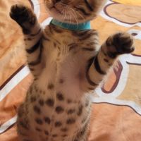 Magnifiques chatons bengals loof #2