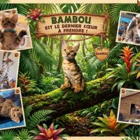 Magnifiques chatons bengals loof paiement 4x