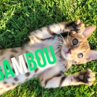 Magnifiques chatons bengals loof paiement 4x #5