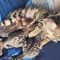 Magnifiques chatons bengals loof #6