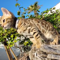 Magnifiques chatons bengals loof mâles et femelle