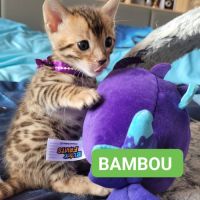 Magnifiques chatons bengals loof #7