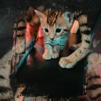Magnifiques chatons bengals loof #9