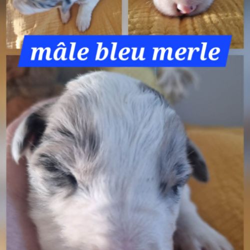 Jolie border collie
