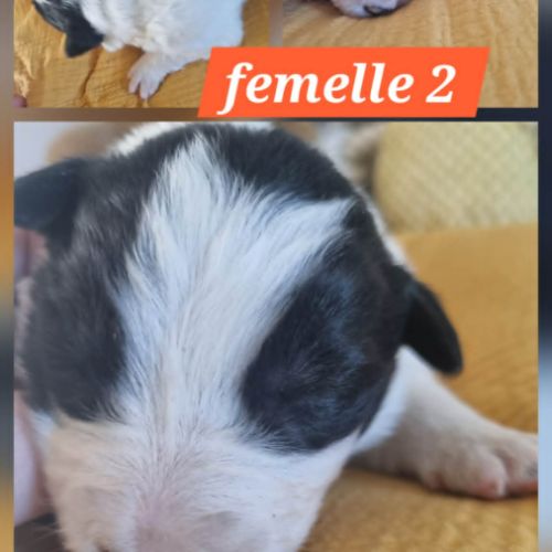 Jolie border collie #3