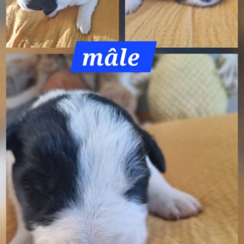 Jolie border collie #4