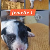 Jolie border collie #1