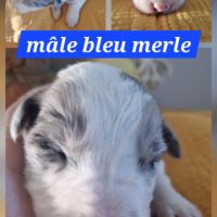 Jolie border collie #0