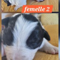 Jolie border collie #3