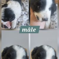 Jolie border collie