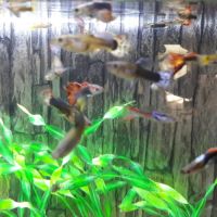 Guppy mâle et femelle. #0