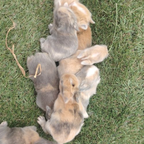 Bébé lapin nain disponible après sevrage