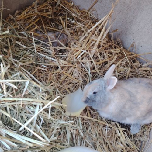 Bébé lapin nain disponible après sevrage #2