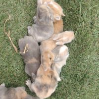 Bébé lapin nain disponible après sevrage #0