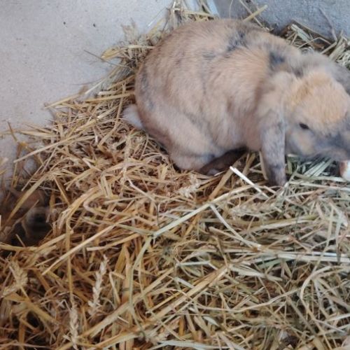 Lapin bélier disponible après sevrage #2