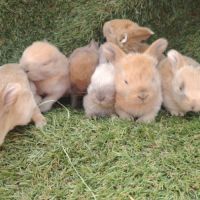 Lapin bélier disponible après sevrage #0