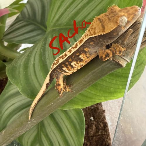 Jeune gecko ciliatus tricolore arlequin