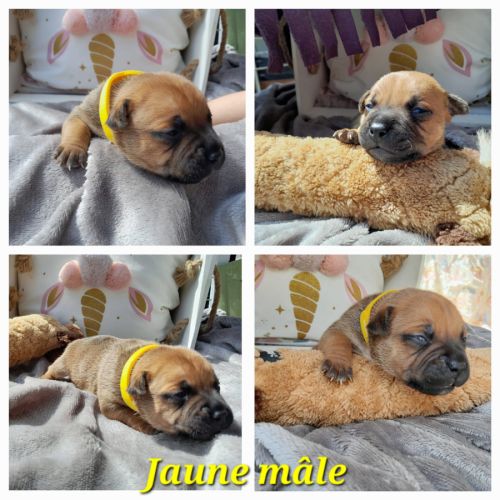 Chiots staffies