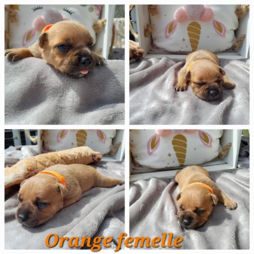 Chiots staffies #2