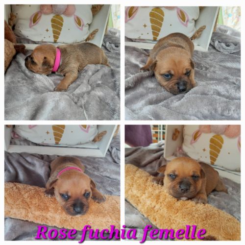 Chiots staffies #3