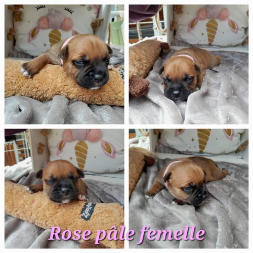 Chiots staffies #4