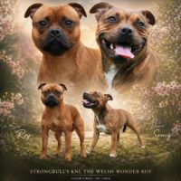 Chiots staffies #5