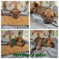 Chiots staffies #6