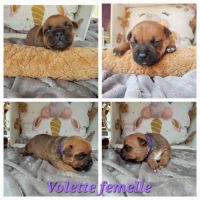 Chiots staffies #7