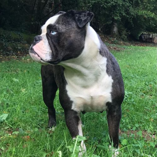 Chiots old english bulldog #1