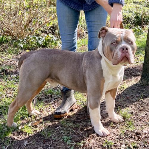 Chiots old english bulldog