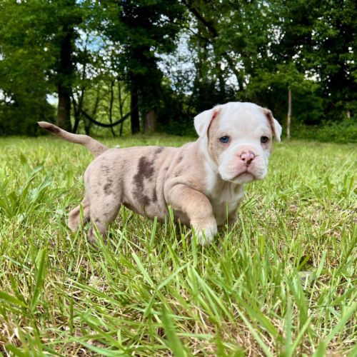 Chiots old english bulldog #4