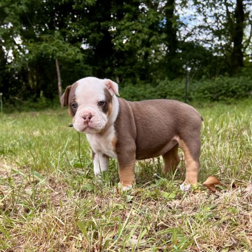 Chiots old english bulldog #5