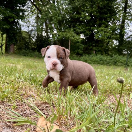 Chiots old english bulldog #6