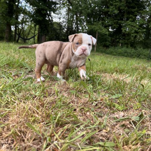 Chiots old english bulldog #7