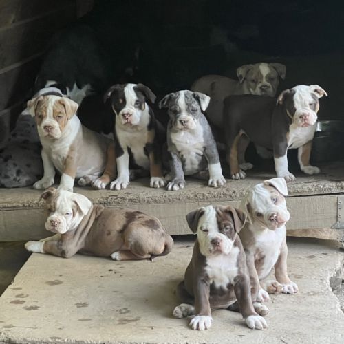 Chiots old english bulldog #8