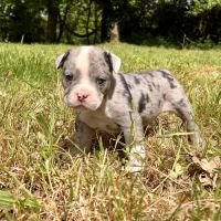 Chiots old english bulldog #3