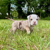 Chiots old english bulldog #4