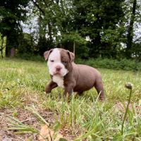 Chiots old english bulldog #6