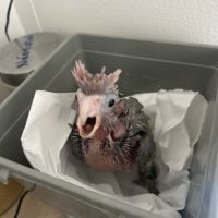 Cacatoès rosalbin à réserver #1