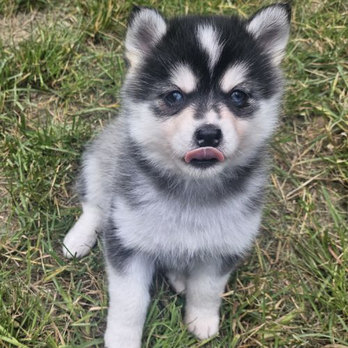 Chiots pomsky f4 #1