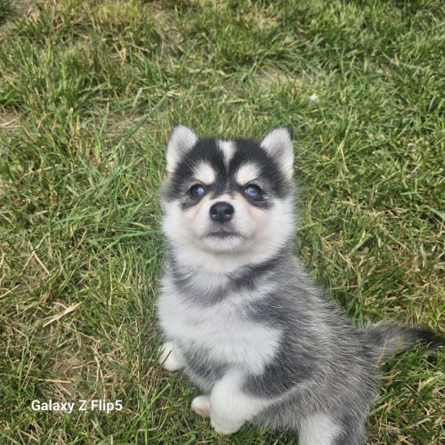 Chiots pomsky f4 #2