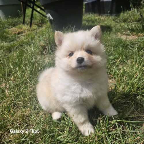 Chiots pomsky f4 #3