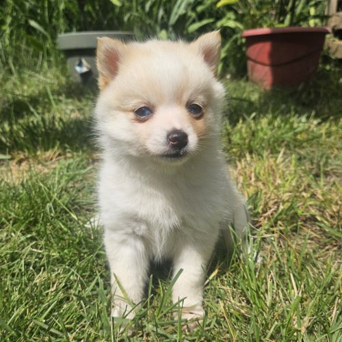 Chiots pomsky f4 #4