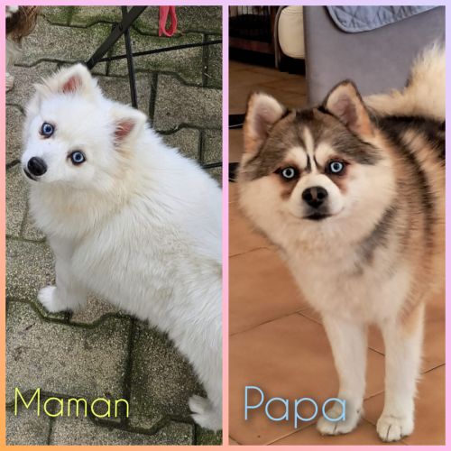 Chiots pomsky f4 #5