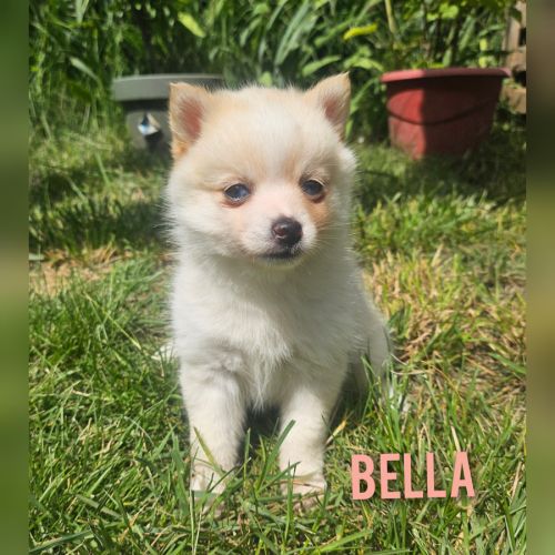 Chiots pomsky f4 #6