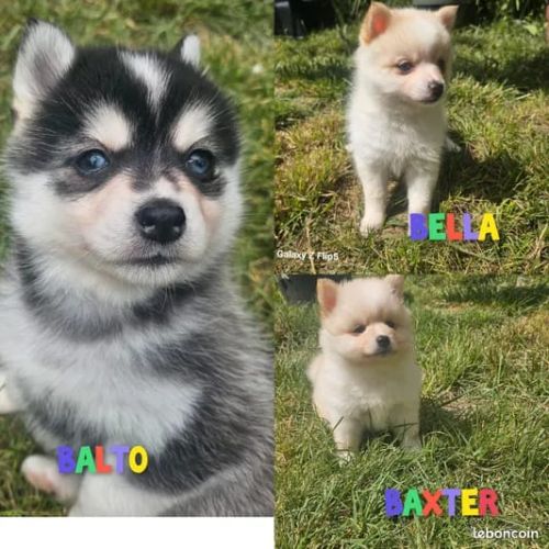 Chiots pomsky f4 #0