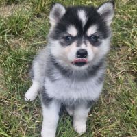 Chiots pomsky f4 #1