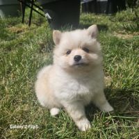 Chiots pomsky f4 #3