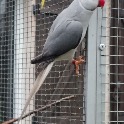 Perruche à collier #3